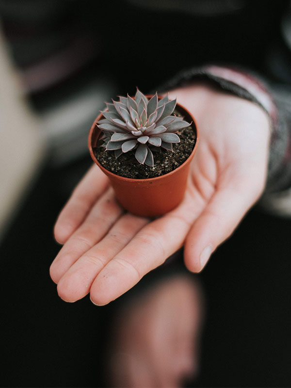 holding-potted-succulent-professional-organisers-melbourne-mornington-spacemanagers-feature