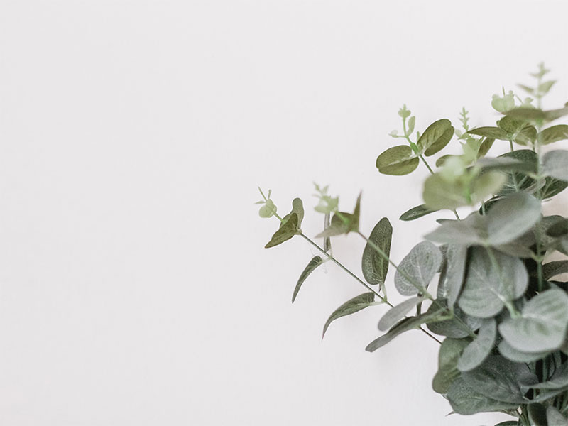 plant-spacemanagers-professional-organisers-melbourne-mornington-feature-sincerely-media-gA8iUoWYvTk-unsplash
